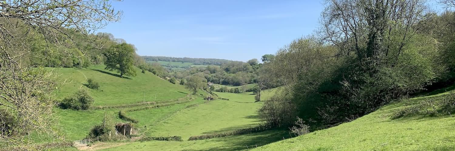 Bucolic Cows in the Landscape