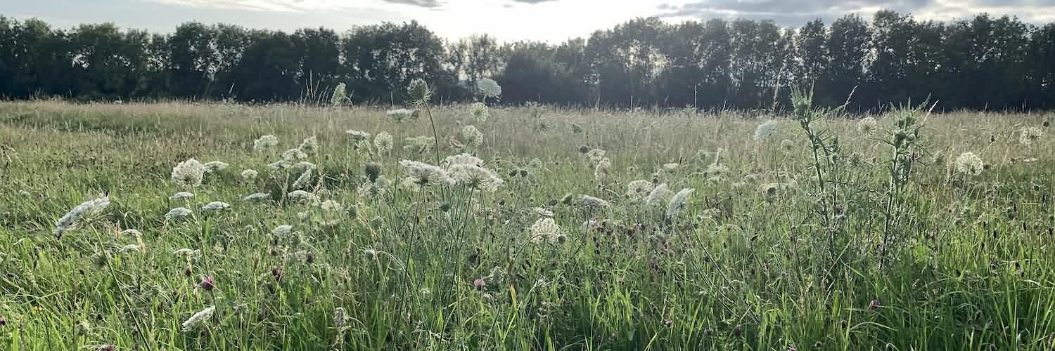 Umberlifera on the Meadows